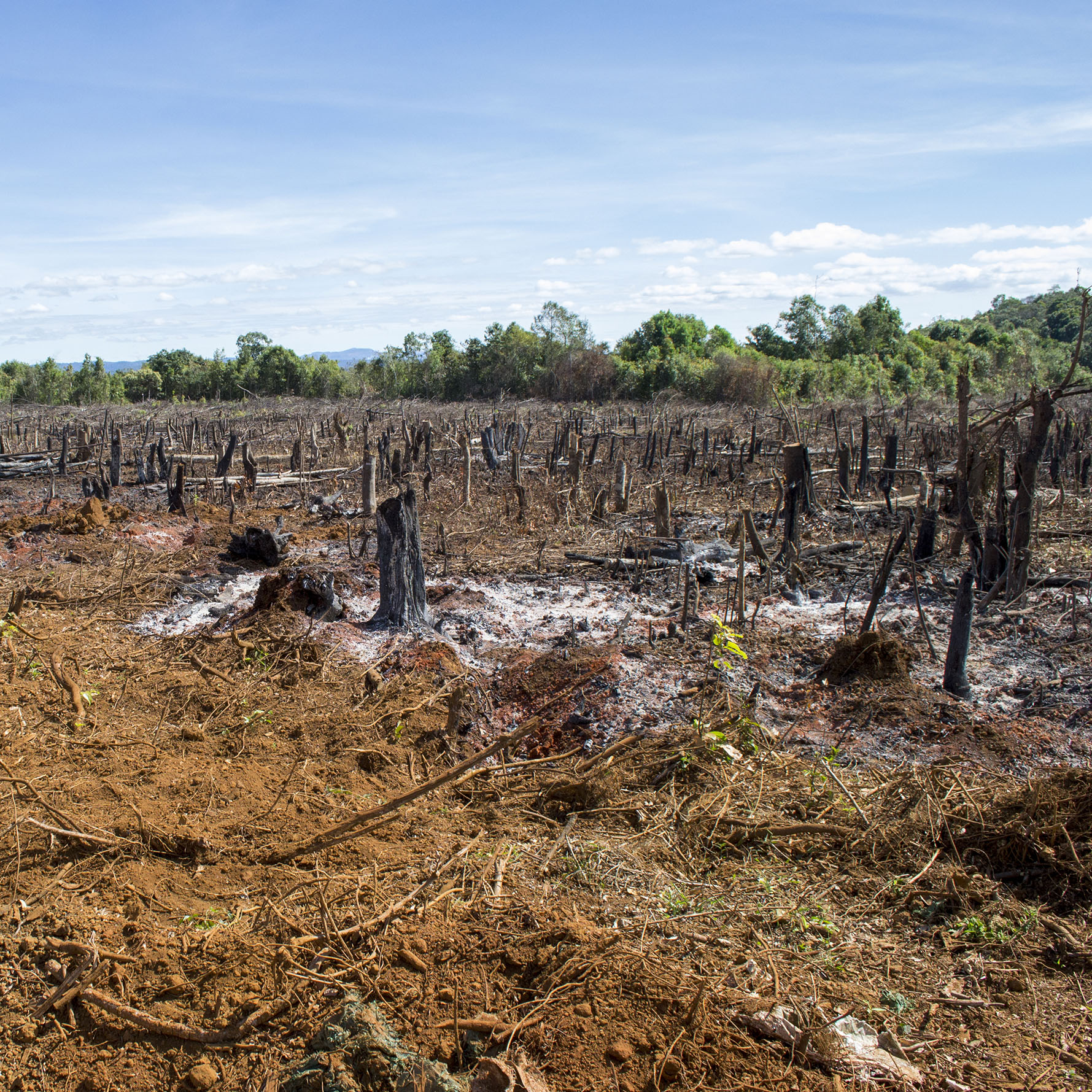 Slash And Burn As Seen In The Amazon Brazil